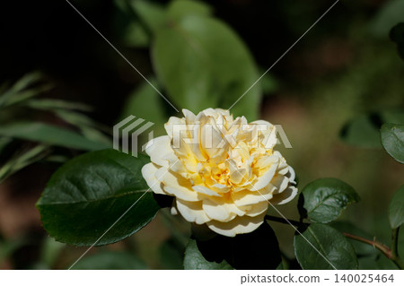 Colorful roses that heal the hearts of many people Colorful roses that heal the hearts of many people 140025464