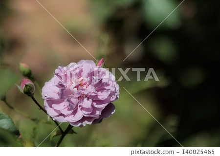 Colorful roses that heal the hearts of many people Colorful roses that heal the hearts of many people 140025465