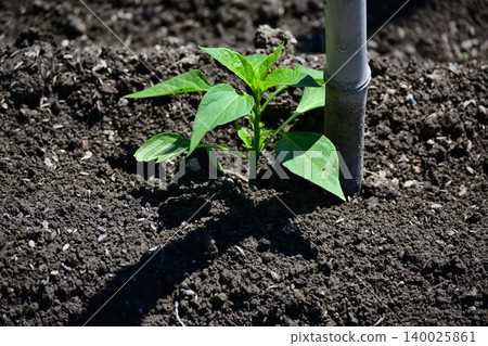 Newly planted seedlings Newly planted seedlings 140025861