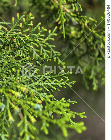 Green Conifer Branch Growing In Natural Garden 140026484