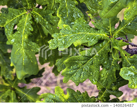 Green textured leaves covered with rain drops growing on a shrub branch in a natural outdoor setting. Botanical spring foliage shown in close up detail. Green textured leaves covered with rain drops growing on a shrub branch in a natural outdoor setting. Botanical spring foliage shown in close up detail. 140026487