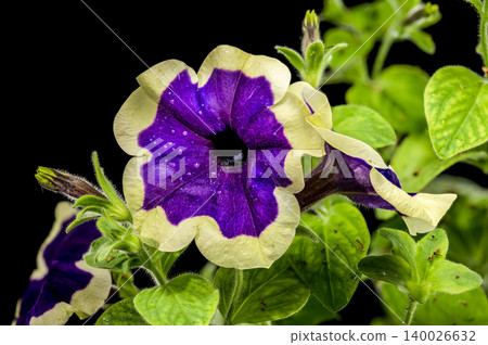 Vibrant Purple Surfinia Flower With Cream Border On Black Background Vibrant Purple Surfinia Flower With Cream Border On Black Background 140026632