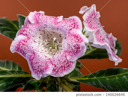 Two Speckled Pink Gloxinia Hybrid Flowers On Brown Background Two Speckled Pink Gloxinia Hybrid Flowers On Brown Background 140026640