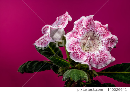 Two Speckled Pink Gloxinia Hybrid Flowers On Magenta Background Two Speckled Pink Gloxinia Hybrid Flowers On Magenta Background 140026641