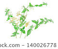 Watercolor illustration of honeysuckle (Lonicera japonica) 140026778