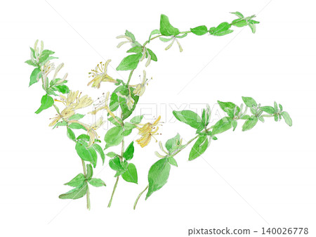 Watercolor illustration of honeysuckle (Lonicera japonica) Watercolor illustration of honeysuckle (Lonicera japonica) 140026778