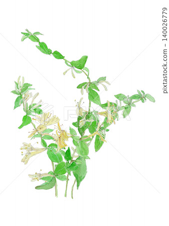 Watercolor illustration of honeysuckle (Lonicera japonica) Watercolor illustration of honeysuckle (Lonicera japonica) 140026779
