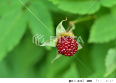 野生草莓季 140027048