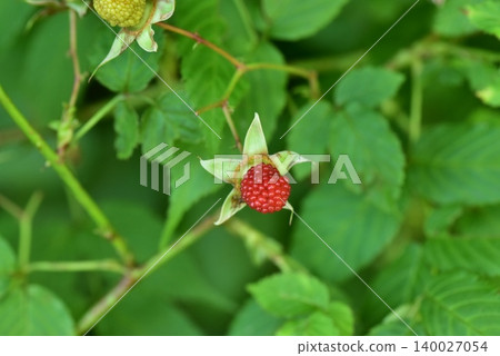 野生草莓季 野生草莓季 140027054
