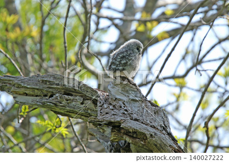 A young Ural owl emerges from its burrow into the outside world. (Ural owl, fluffy, downy feathers, wild bird of Hokkaido) A young Ural owl emerges from its burrow into the outside world. (Ural owl, fluffy, downy feathers, wild bird of Hokkaido) 140027222