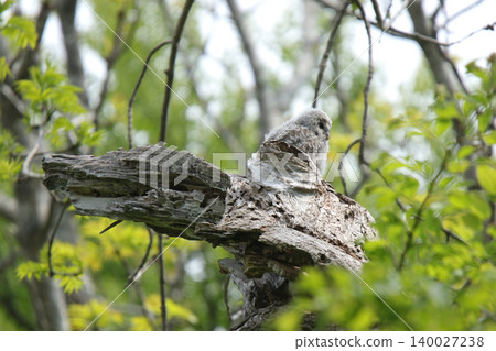 A young Ural owl emerges from its burrow into the outside world. (Ural owl, fluffy, downy feathers, wild bird of Hokkaido) A young Ural owl emerges from its burrow into the outside world. (Ural owl, fluffy, downy feathers, wild bird of Hokkaido) 140027238
