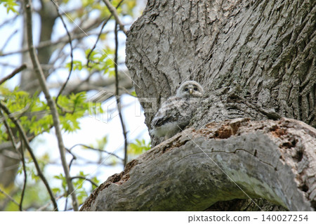A young Ural owl emerges from its burrow into the outside world. (Ural owl, fluffy, downy feathers, wild bird of Hokkaido) A young Ural owl emerges from its burrow into the outside world. (Ural owl, fluffy, downy feathers, wild bird of Hokkaido) 140027254