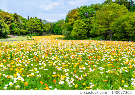 武藏久陵國立森林公園的冰島罌粟 武藏久陵國立森林公園的冰島罌粟 140027363