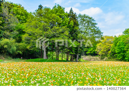武藏久陵國立森林公園的冰島罌粟 武藏久陵國立森林公園的冰島罌粟 140027364