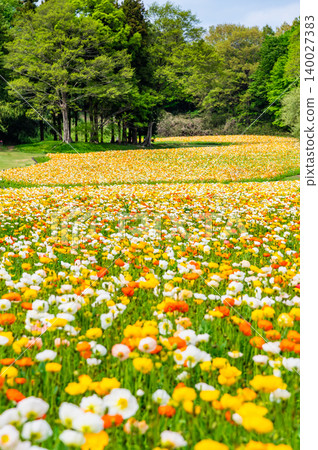 Icelandic poppies at Musashi Kyuryo National Forest Park Icelandic poppies at Musashi Kyuryo National Forest Park 140027383