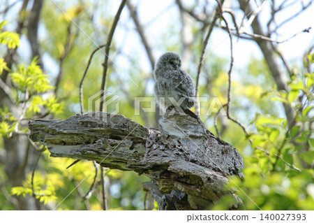 A young Ural owl emerges from its burrow into the outside world. (Ural owl, fluffy, downy feathers, wild bird of Hokkaido) A young Ural owl emerges from its burrow into the outside world. (Ural owl, fluffy, downy feathers, wild bird of Hokkaido) 140027393