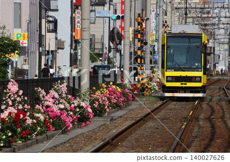 玫瑰盛開的都電荒川線 140027626