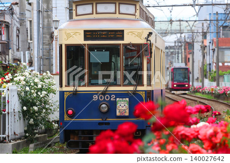 Toden Arakawa Line with blooming roses Toden Arakawa Line with blooming roses 140027642