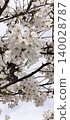 櫻花 140028787