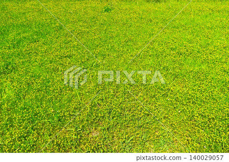 Rice grain-filled grass blooms across the fields in early summer. Rice grain-filled grass blooms across the fields in early summer. 140029057