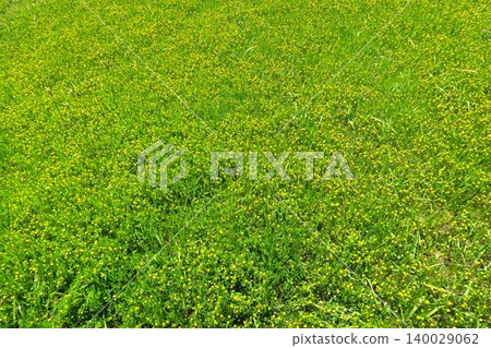 Rice grain-filled grass blooms across the fields in early summer. Rice grain-filled grass blooms across the fields in early summer. 140029062