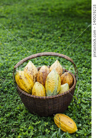 Cocoa Pods Harvested In Basket Backyard Garden, A vibrant photo of freshly harvested cocoa pods in a basket, authentic farm to table culture, perfect for food documentary and agricultural. Cocoa Pods Harvested In Basket Backyard Garden, A vibrant photo of freshly harvested cocoa pods in a basket, authentic farm to table culture, perfect for food documentary and agricultural. 140029218