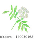 Watercolor illustration of the elderflower Sambucus nigra 140030168