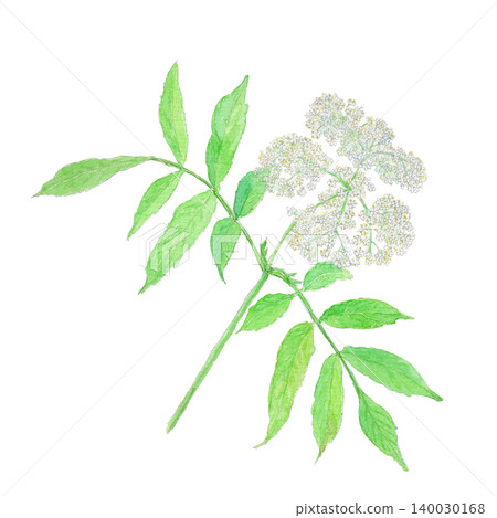 接骨木花（Sambucus nigra）的水彩插圖 140030168