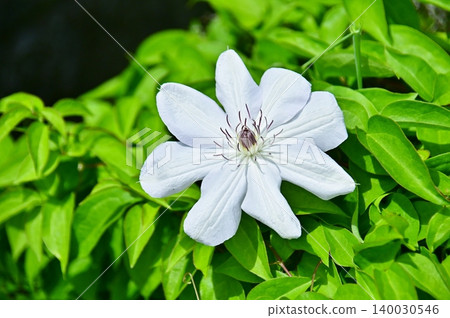 白色鐵線蓮花 白色鐵線蓮花 140030546