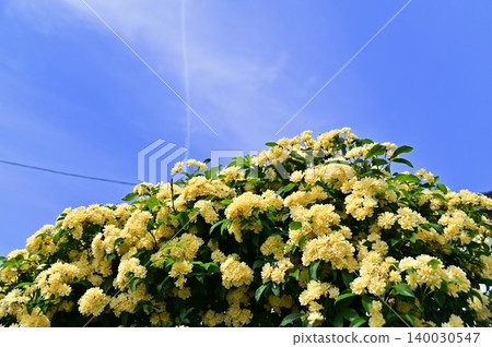 Banksia roses stand out against the blue May sky. Banksia roses stand out against the blue May sky. 140030547