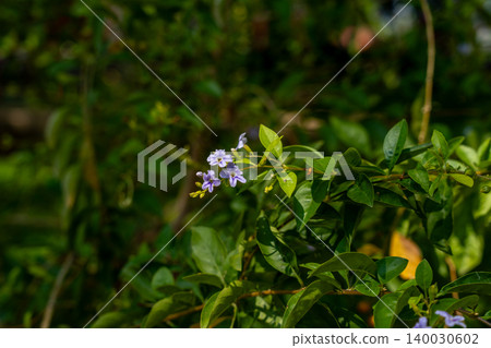 World-class tropical forest flowers of Southeast Asia. World-class tropical forest flowers of Southeast Asia. 140030602