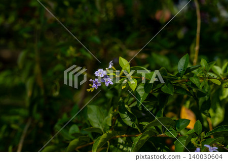 World-class tropical forest flowers of Southeast Asia. World-class tropical forest flowers of Southeast Asia. 140030604