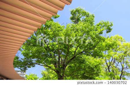 The roof of the park terrace, the fresh green leaves of the zelkova trees, and the blue sky of early summer. 140030702