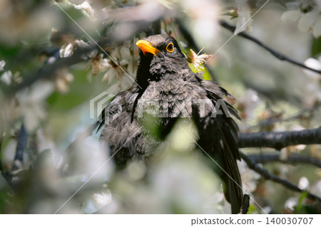 Blackbird male on a branch of blooming cherry tree, close up photo 140030707