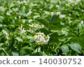 Potato flower field in early summer: Potato flowers 140030752