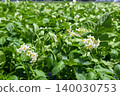 Potato flower field in early summer: Potato flowers 140030753