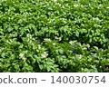 Potato flower field in early summer: Potato flowers 140030754