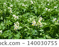 Potato flower field in early summer: Potato flowers 140030755