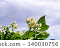 Potato flower field in early summer: Potato flowers 140030756