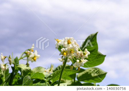 Potato flower field in early summer: Potato flowers Potato flower field in early summer: Potato flowers 140030756