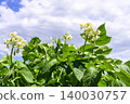 Potato flower field in early summer: Potato flowers 140030757