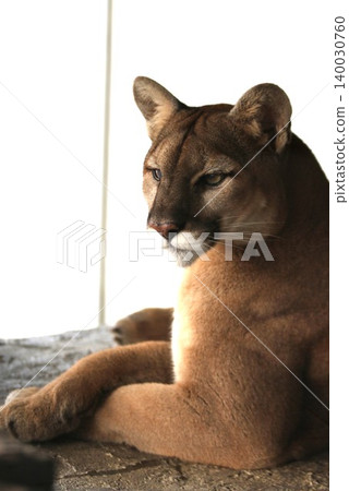 A profile view of a puma, a large feline with a sharp gaze. 140030760