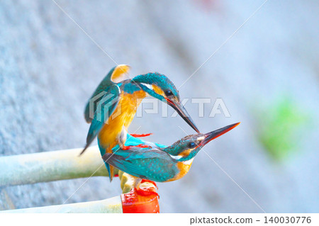 Kingfishers mating in Tategawa, Ayase City Kingfishers mating in Tategawa, Ayase City 140030776