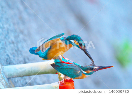 Kingfishers mating in Tategawa, Ayase City Kingfishers mating in Tategawa, Ayase City 140030780