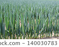 Welsh onions in the early summer onion field 140030783