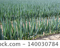 Welsh onions in the early summer onion field 140030784