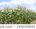 Male and female flowers in the corn field in early summer 140030844