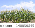 Male and female flowers in the corn field in early summer 140030845