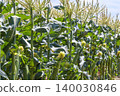 Male and female flowers in the corn field in early summer 140030846