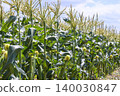 Male and female flowers in the corn field in early summer 140030847